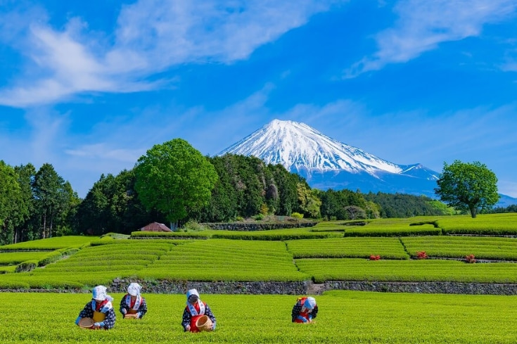 Shizuoka-nhat-ban.jpg
